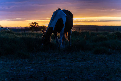 Horses grazing on field against sky during sunset