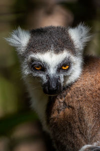Ring-tailed lemur sleeping on a tree lemur catta, anja reserve, madagascar