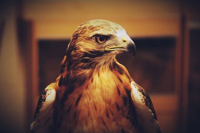 Close-up of a bird looking away