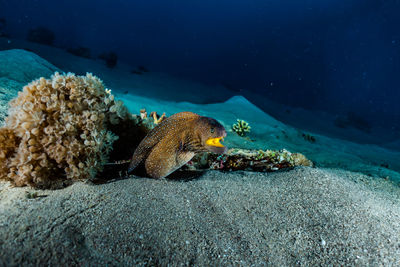 Moray eel mooray lycodontis undulatus in the red sea, eilat israel a.e