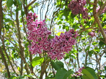 Low angle view of pink flowers on tree