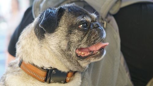 Close-up of dog