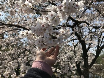 Cropped hand of woman holding cherry blossoms in spring