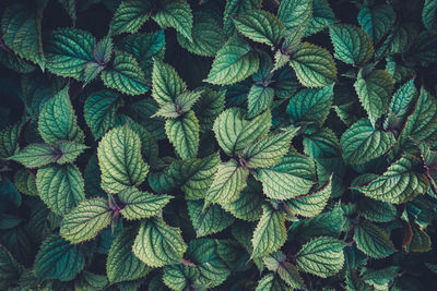 Full frame shot of leaves