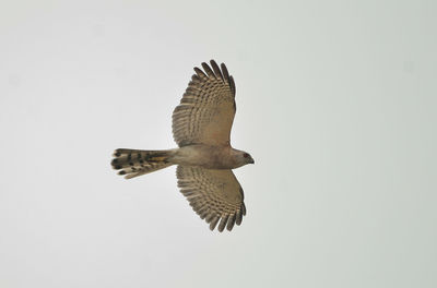 Low angle view of eagle flying against clear sky