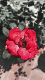 Close-up of red flower blooming outdoors