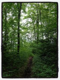 Trees in forest