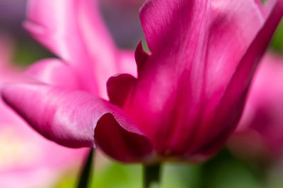 Close-up of pink tulip