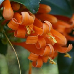 Close-up of orange flowers