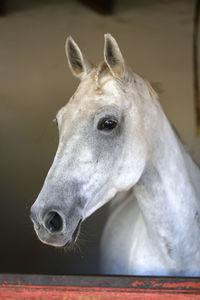 Close-up of a horse in stable