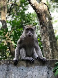 Close-up of monkey sitting on tree trunk