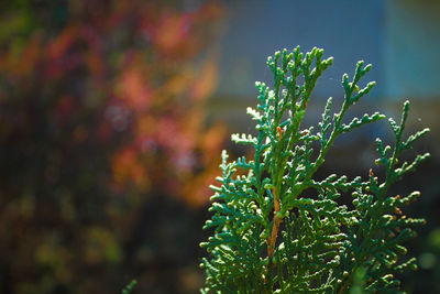 Close-up of flowering plant