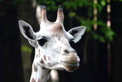 Close-up portrait of giraffe