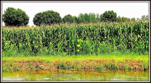 Scenic view of rural landscape