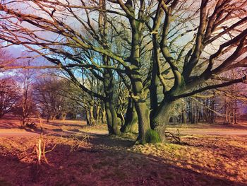 Bare trees in forest