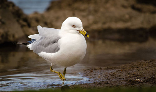 Close-up of seagull perching on beach