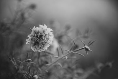 Close-up of flowering plant on field