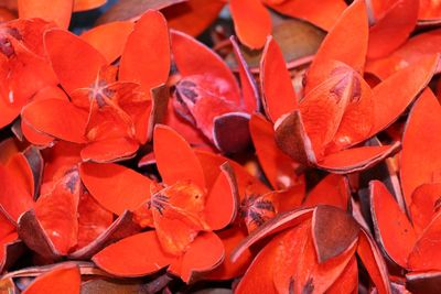 Full frame shot of red flowers