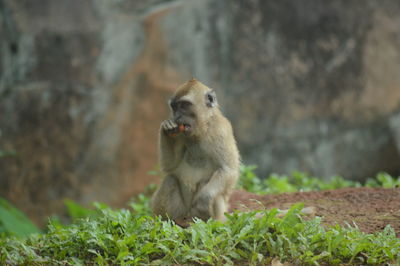 Monkey looking away on land