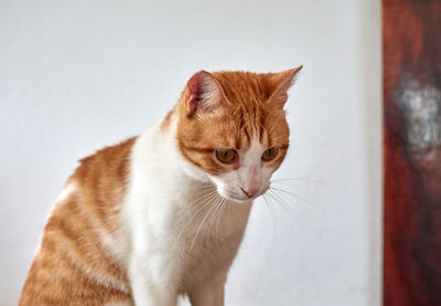 Close-up of cat looking away