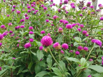 Close-up of pink flowering plants