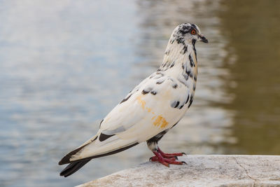 Close-up of bird  pigeon outdoors