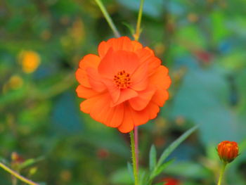 Close-up of red flower