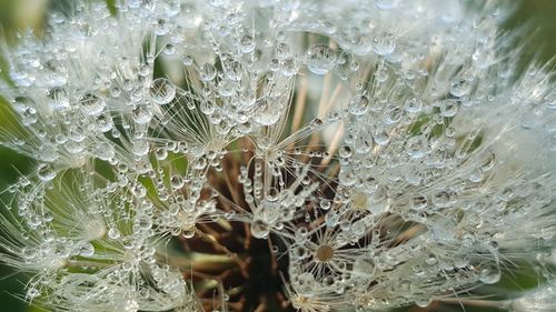 Detail shot of water drops on dandelion