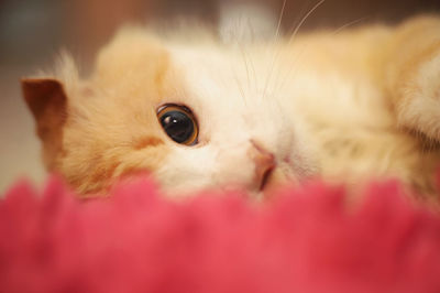 Close-up portrait of a kitten