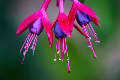 Close-up of pink flower hanging against blurred background