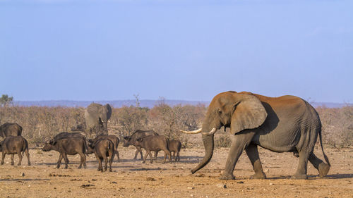 View of elephant walking on street