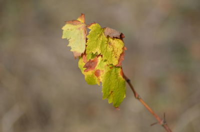 Close-up of leaf on tree during autumn