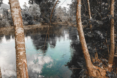 Reflection of trees in lake