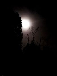 Silhouette of tree at night