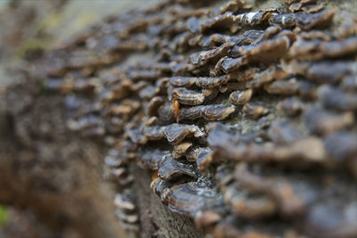 Full frame shot of rusty metal