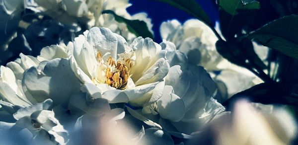 Close-up of white flowering plant