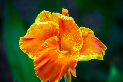 Close-up of yellow flower