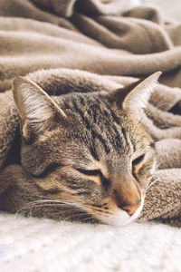 Close-up of cat sleeping