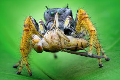 Close-up of spider