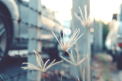 Close-up of plant against blurred background