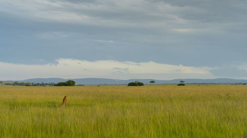 A cheetah sits in the grass and scans the surroundings