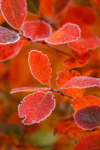 Full frame shot of orange plant with red leaves