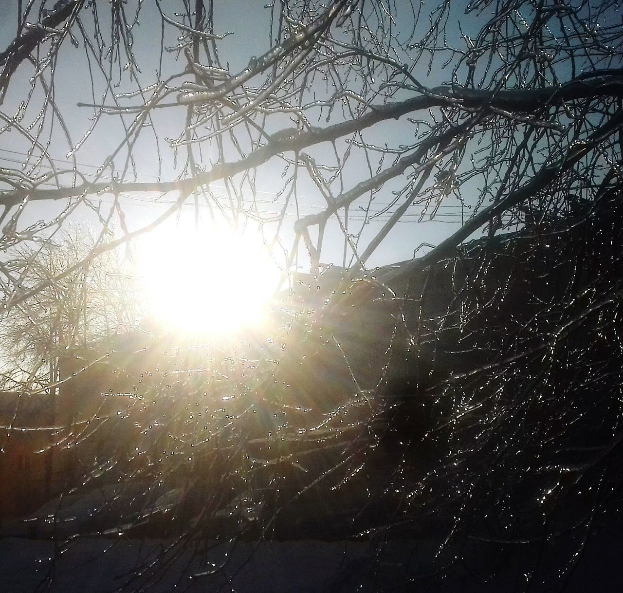 CLOSE-UP OF TREE AGAINST SUN