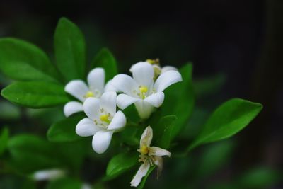 Close-up of white flowering plant