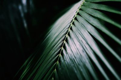 Full frame shot of plant