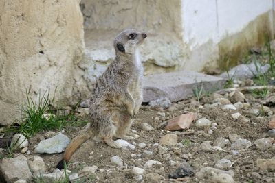 View of an animal on rock