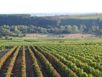 Scenic view of vineyard against sky