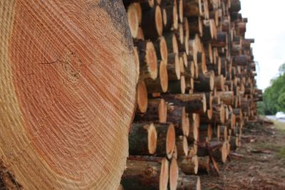 Stack of logs