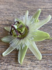 High angle view of flower on table