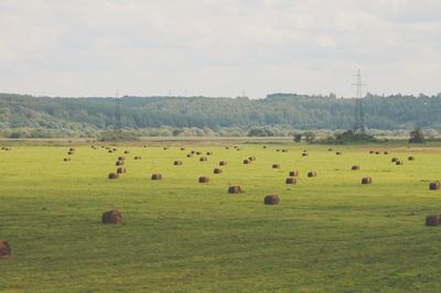 Flock of sheep on grassy field